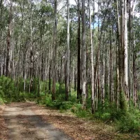 toorongo-falls-campground-noojee-6y1zj