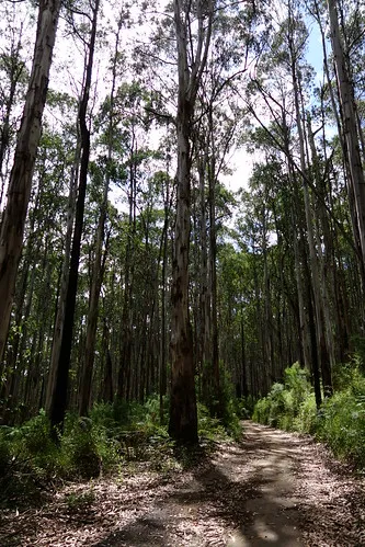 toorongo-falls-campground-noojee-xi1kt