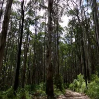 toorongo-falls-campground-noojee-xi1kt
