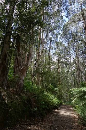 toorongo-falls-campground-noojee-xjqxj