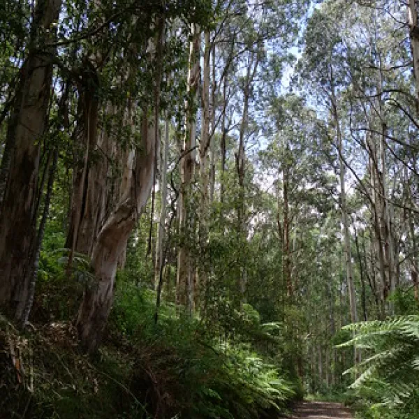 toorongo-falls-campground-noojee-xjqxj