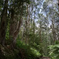 toorongo-falls-campground-noojee-xjqxj