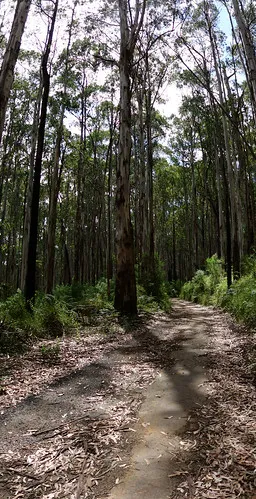 toorongo-falls-campground-noojee-y44pc