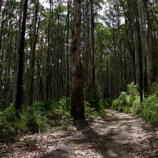 toorongo-falls-campground-noojee-y44pc