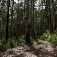 toorongo-falls-campground-noojee-y44pc