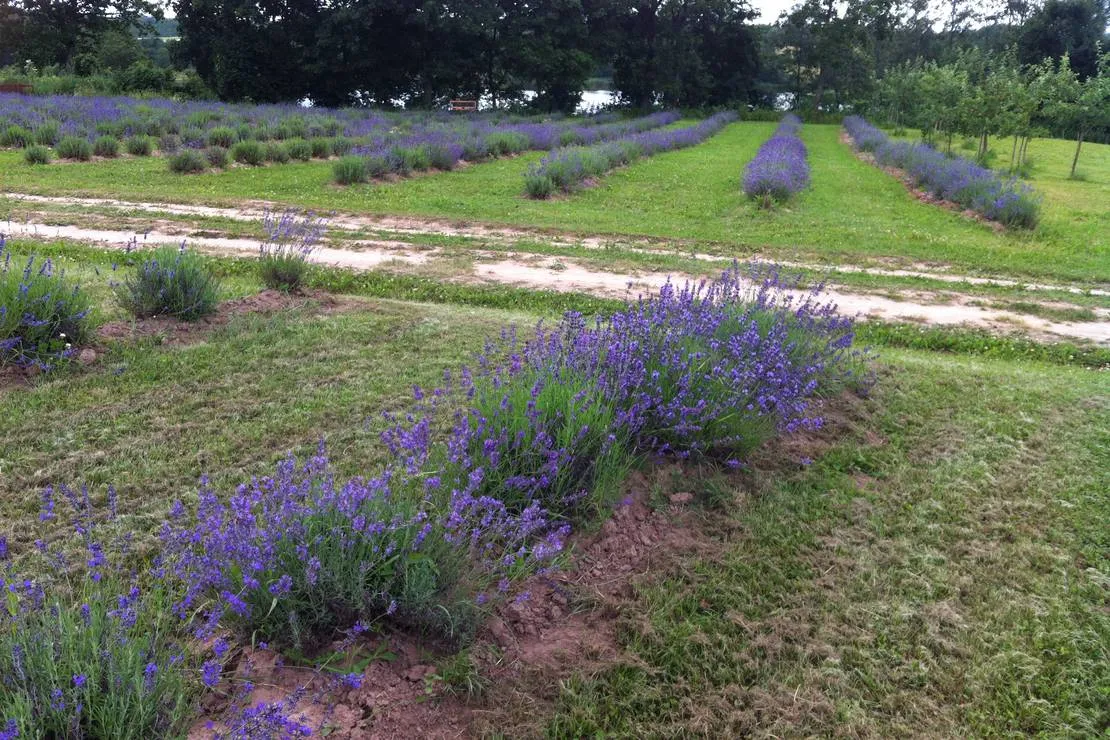 lavender-village-kiemeliai-village-n8glu