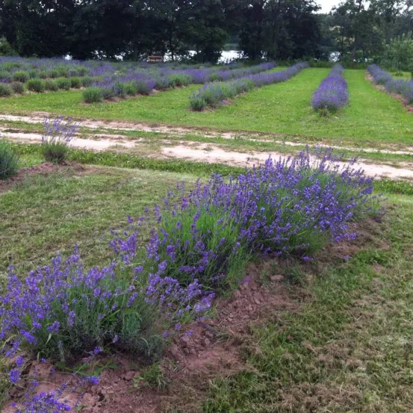 lavender-village-kiemeliai-village-n8glu