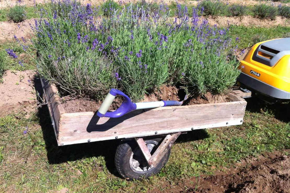 lavender-village-kiemeliai-village-xuvlu