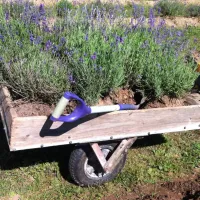 lavender-village-kiemeliai-village-xuvlu