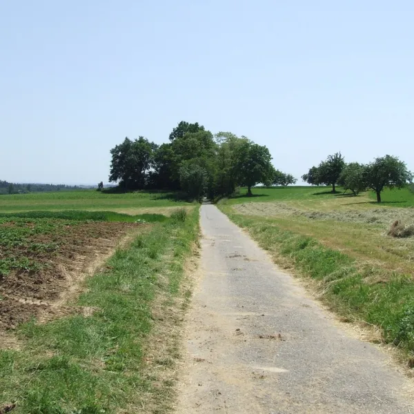 zur-alten-fahre-neckargerach-1ouuk