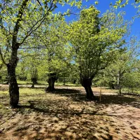 camping-el-madronal-fuenteheridos-0crsq
