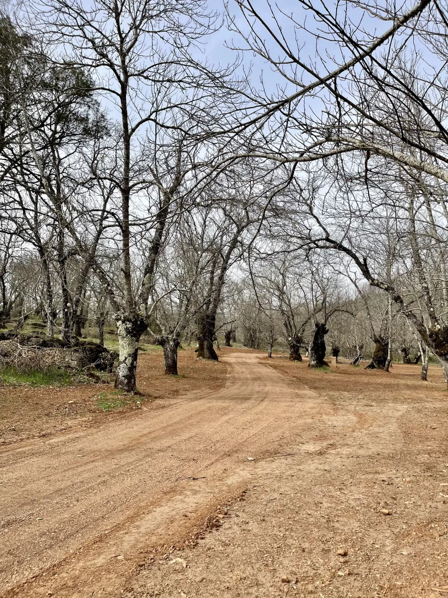 camping-el-madronal-fuenteheridos-s6rom