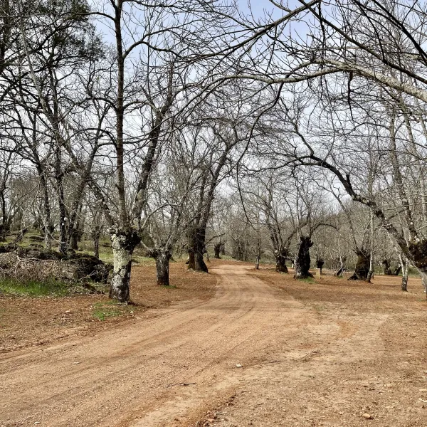 camping-el-madronal-fuenteheridos-s6rom