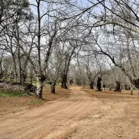 camping-el-madronal-fuenteheridos-s6rom