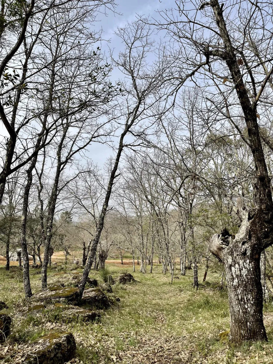 camping-el-madronal-fuenteheridos-teg5o
