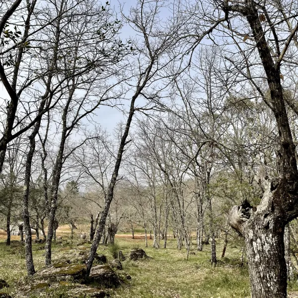 camping-el-madronal-fuenteheridos-teg5o