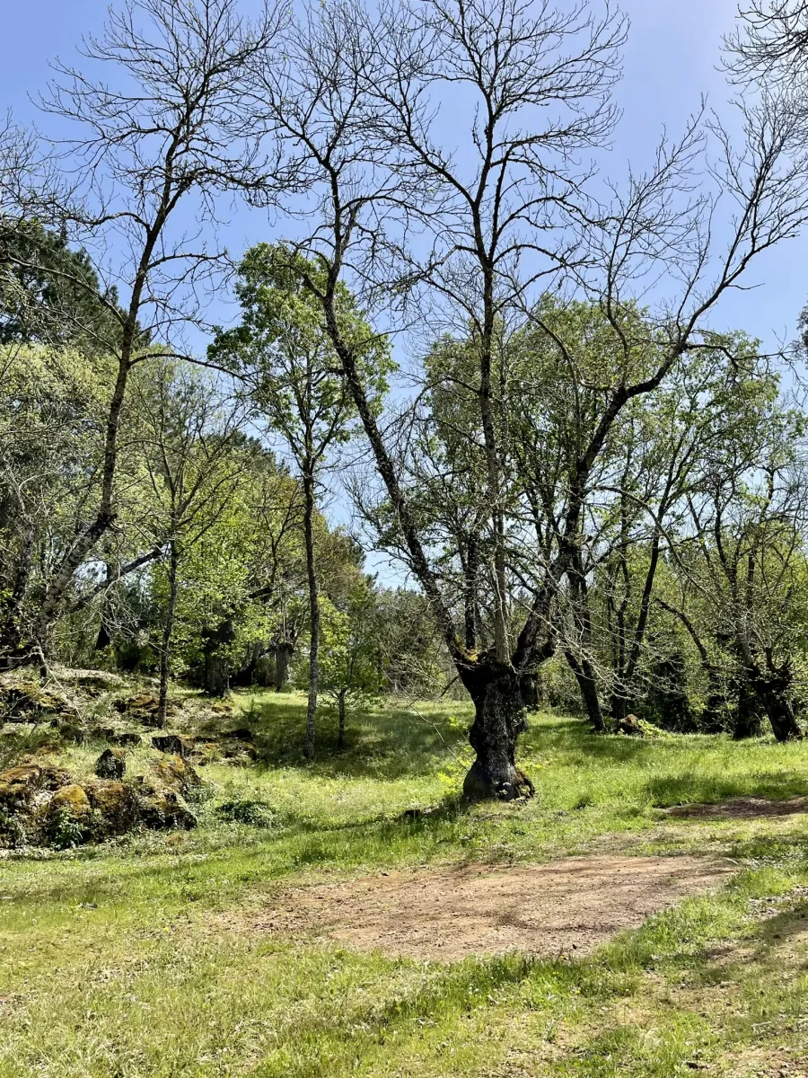 camping-el-madronal-fuenteheridos-trhzr