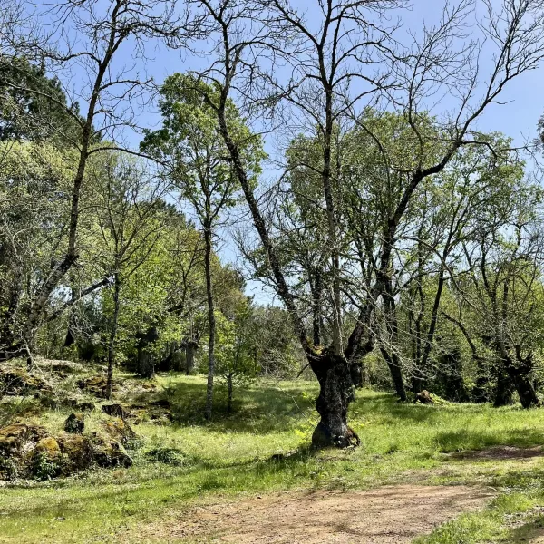 camping-el-madronal-fuenteheridos-trhzr
