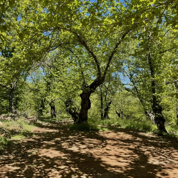 camping-el-madronal-fuenteheridos-vly5q