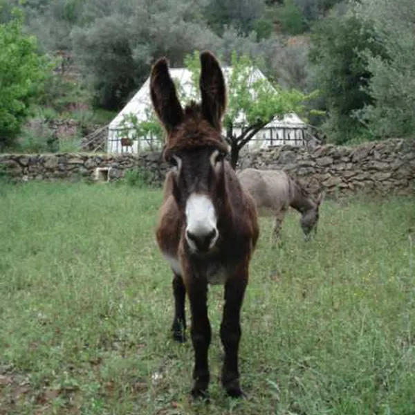 refugio-marnes-la-jaima-spanje-r8qq8