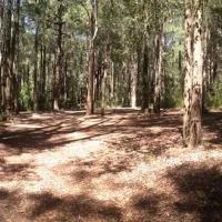 the-pines-campground-qmbjl