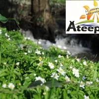 Ateepeek
