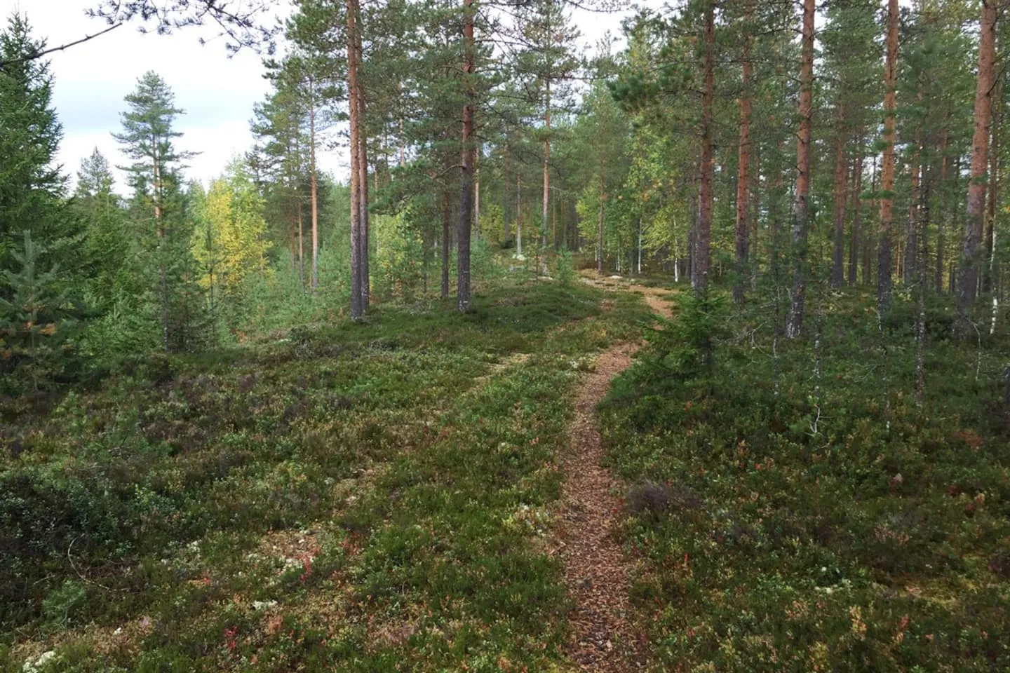 wanha-koulu-tahkovuori-kuopio-hocqa