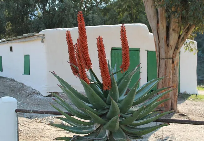 matjiesvlei-guest-farm-calitzdorp-karoo-nl6ha