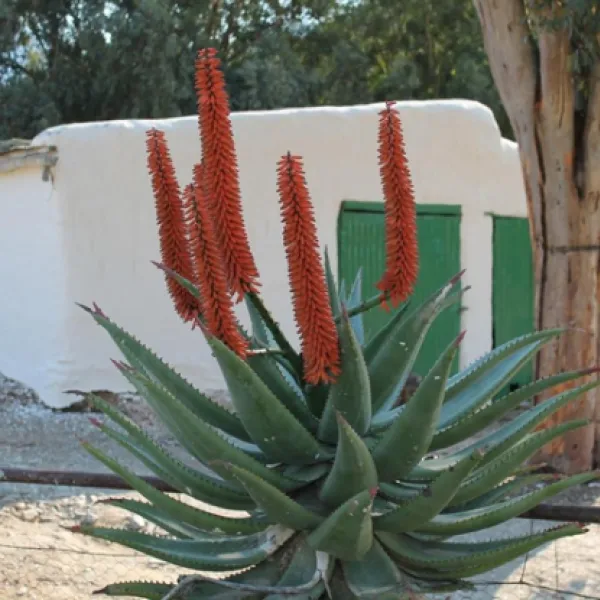 Matjiesvlei Guest Farm