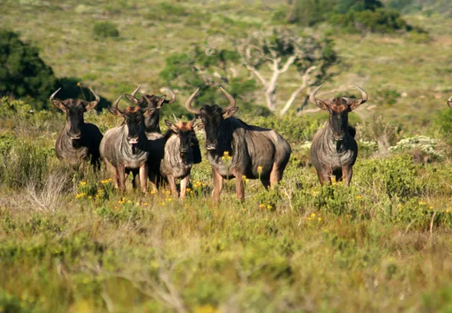 kleinrivier-wilderness-groendal-wilderness-area-eastern-cape-iblrw