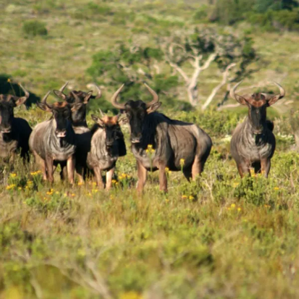 kleinrivier-wilderness-groendal-wilderness-area-eastern-cape-iblrw