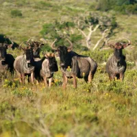 kleinrivier-wilderness-groendal-wilderness-area-eastern-cape-iblrw