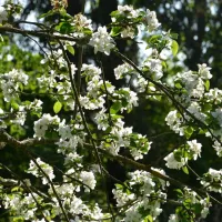 hedo-talu-nature-camping-roosiku-pyxx1