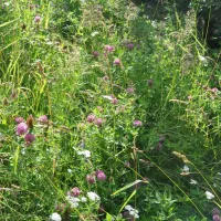 hedo-talu-nature-camping-roosiku-ydzwi
