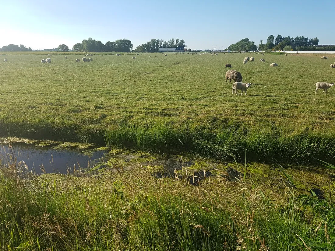 de-boerenzwaluw-zijdewind-vtgkk