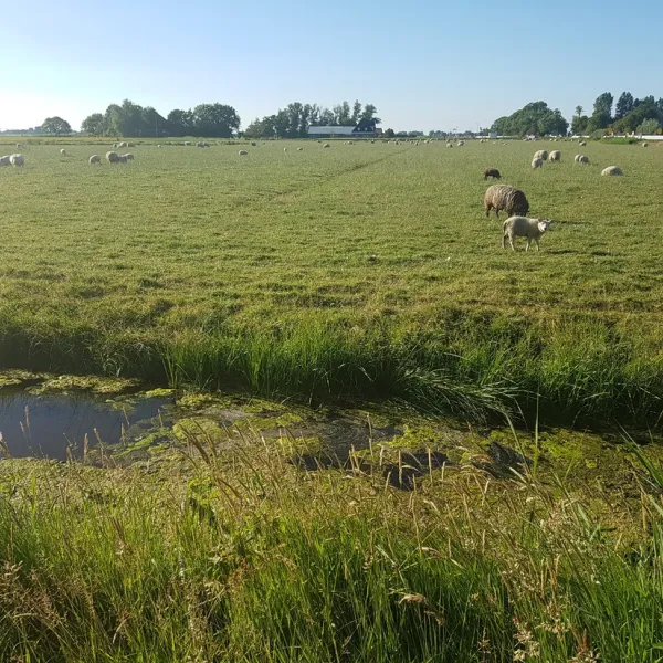 de-boerenzwaluw-zijdewind-vtgkk
