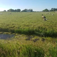 de-boerenzwaluw-zijdewind-vtgkk