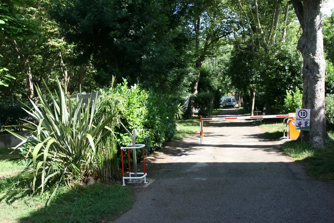 albizia-argelegraves-sur-mer-y5xsp
