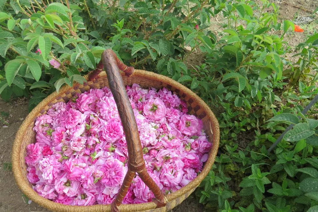 agricamping-fiori-di-noto-noto-kpzi5