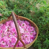agricamping-fiori-di-noto-noto-kpzi5