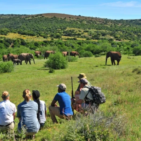 shamwari-explorer-camp-eastern-cape-south-africa-dykdy
