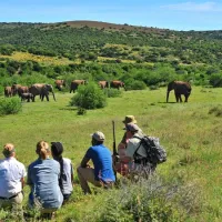 shamwari-explorer-camp-eastern-cape-south-africa-dykdy