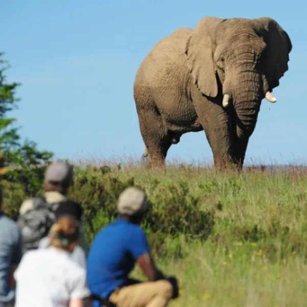 shamwari-explorer-camp-eastern-cape-south-africa-g5ala