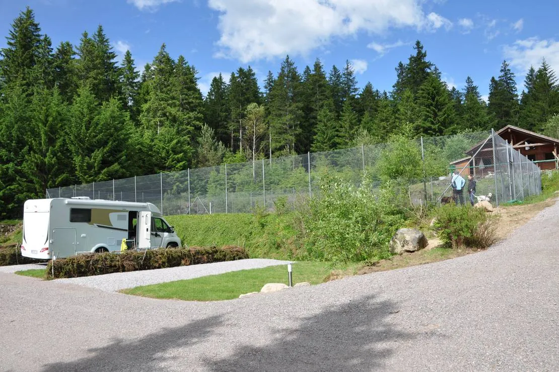 lynx-camp-schonwald-im-schwarzwald-bwnt4