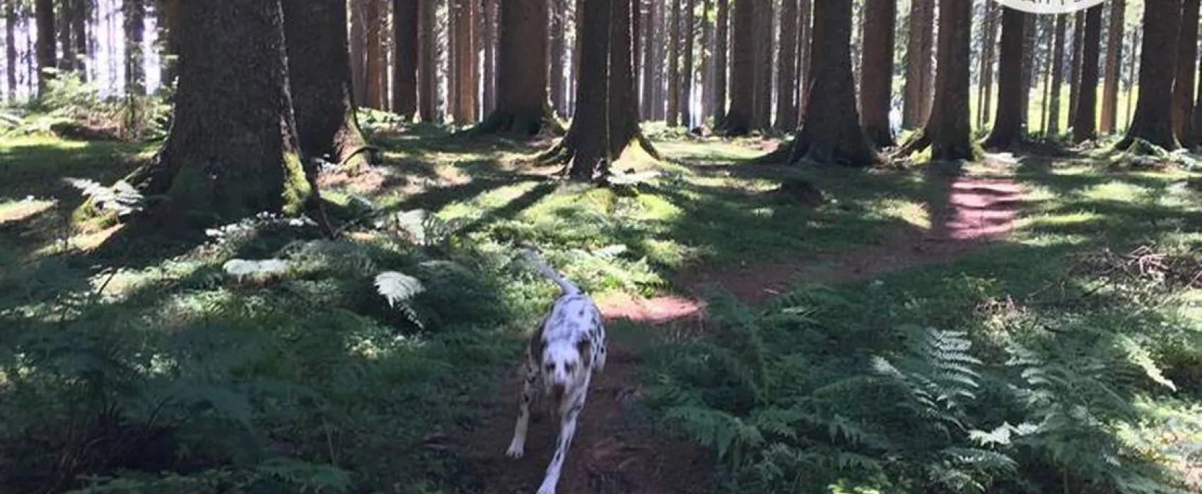 Lynx Camp