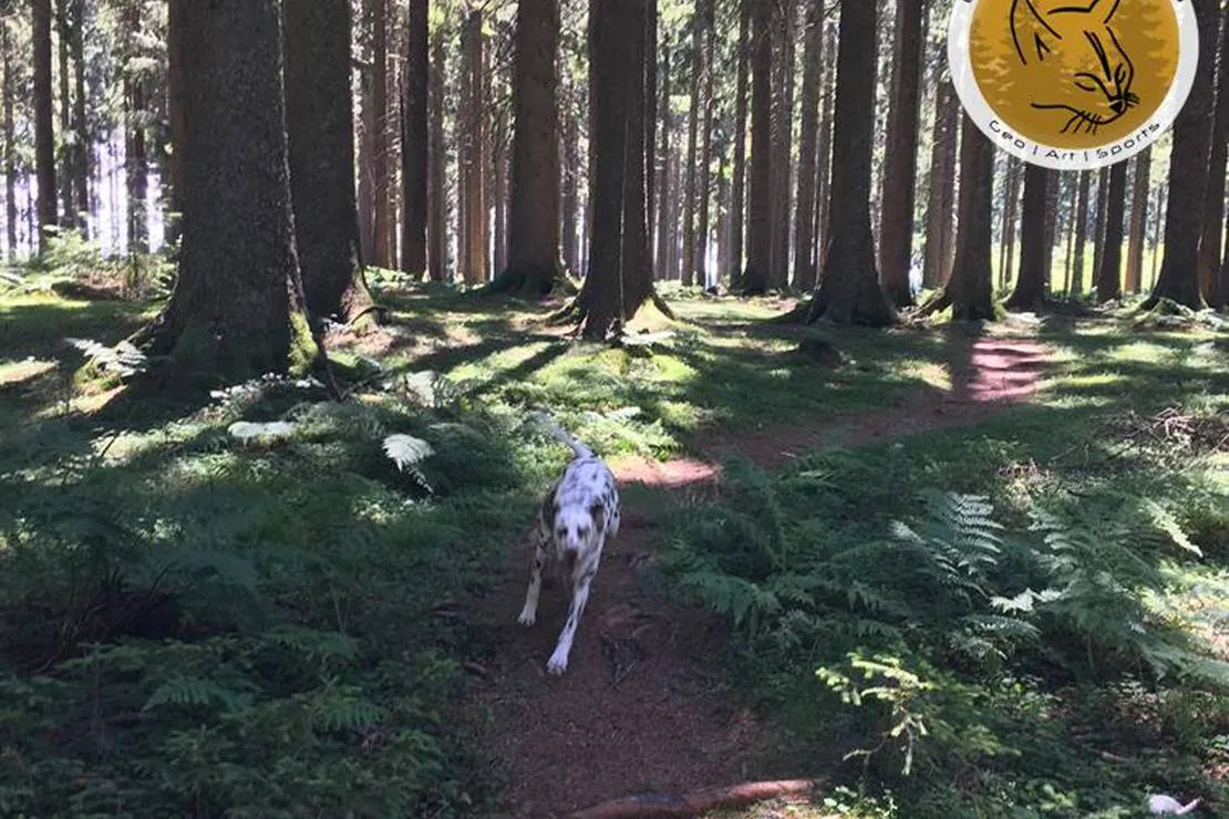 lynx-camp-schonwald-im-schwarzwald-owexi