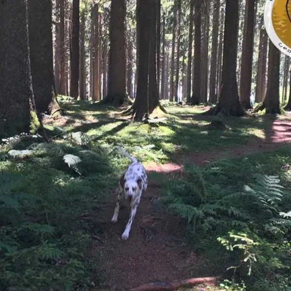 lynx-camp-schonwald-im-schwarzwald-owexi