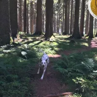 lynx-camp-schonwald-im-schwarzwald-owexi