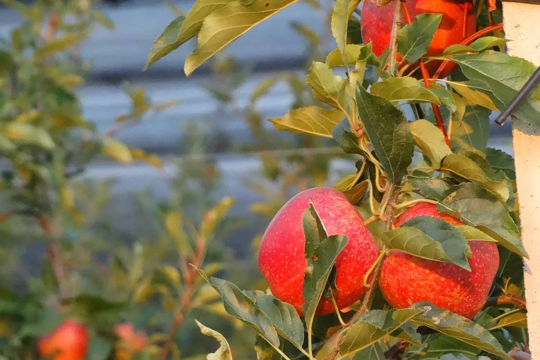 agricamping-mabellini-rivoltella-mu0lv