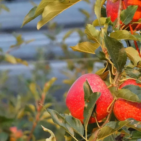 agricamping-mabellini-rivoltella-mu0lv